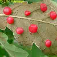 rode erwtengal op eik, cynips divisa hartig, small pea gall on oak